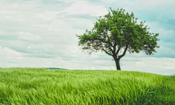 Planting a tree