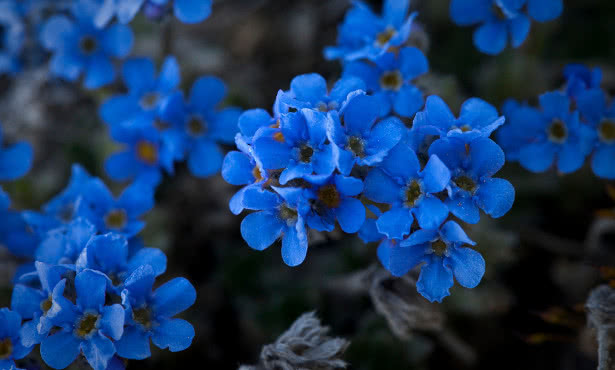 Forget-me-nots