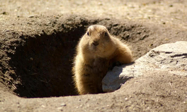 Groundhog